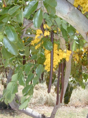 Cassia fistula