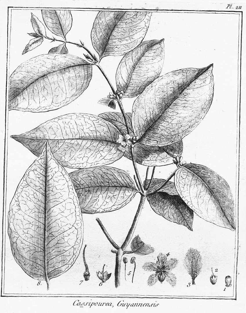 Cassipourea guianensis