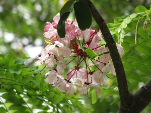 Cassia javanica