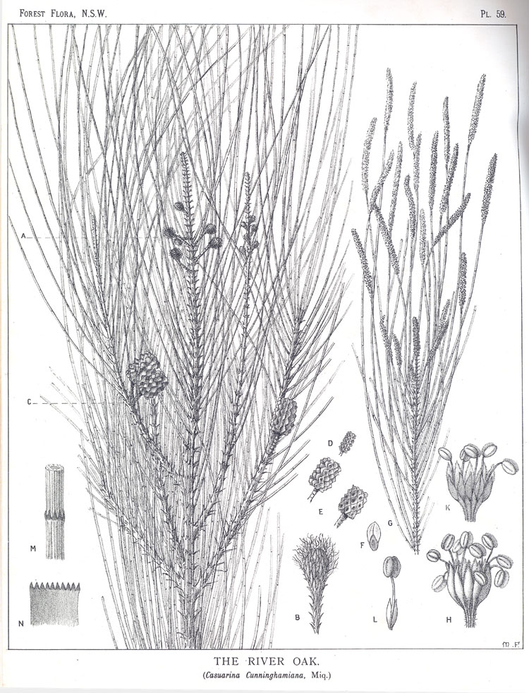 Casuarina cunninghamiana