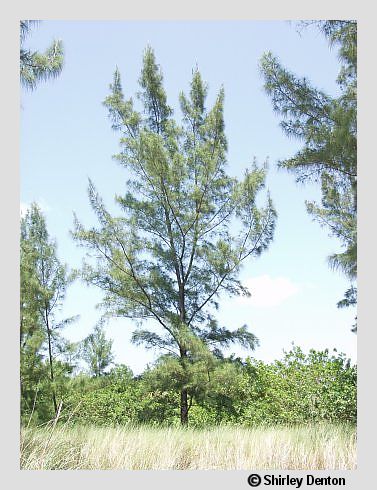 Casuarina equisetifolia