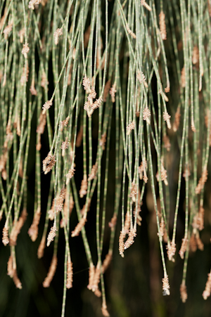 Casuarina equisetifolia