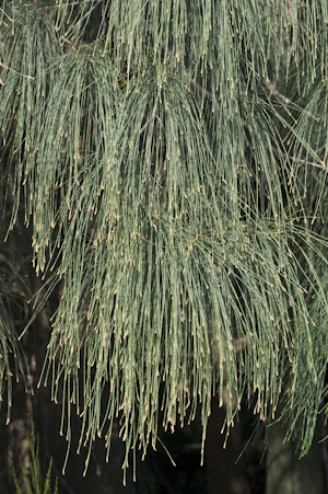 Casuarina equisetifolia