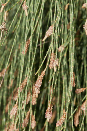 Casuarina equisetifolia