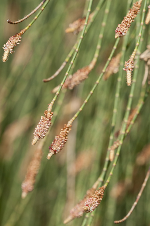 Casuarina equisetifolia