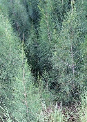 Casuarina glauca