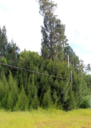 Casuarina glauca