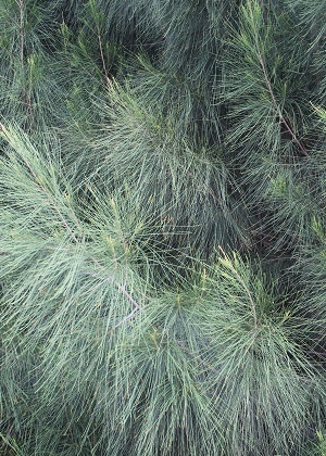 Casuarina glauca