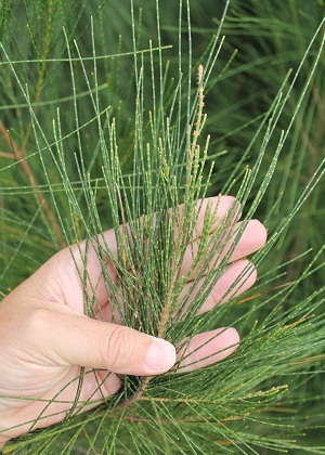 Casuarina glauca