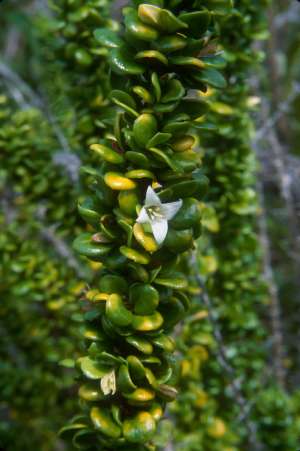 Catesbaea parviflora