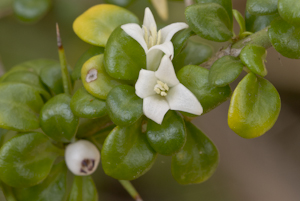 Catesbaea parviflora