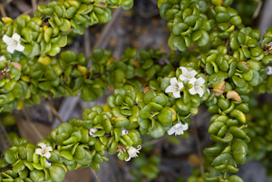 Catesbaea parviflora
