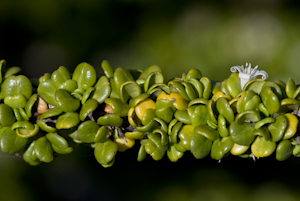 Catesbaea parviflora