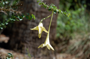 Catesbaea spinosa