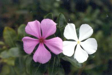 Catharanthus roseus