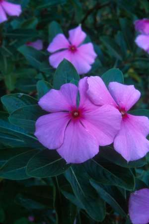 Catharanthus roseus