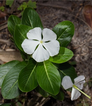 Catharanthus roseus