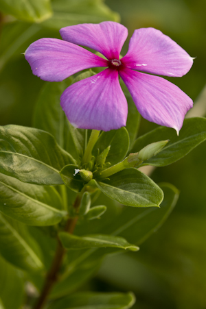 Catharanthus roseus