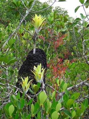 Catopsis berteroniana