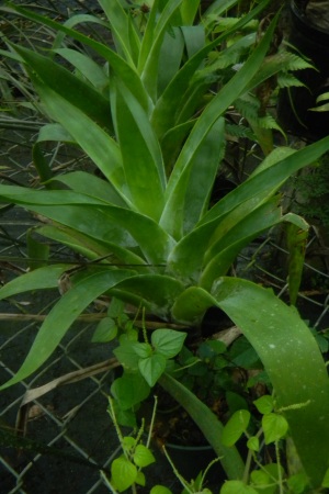 Catopsis berteroniana