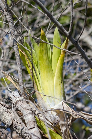 Catopsis berteroniana