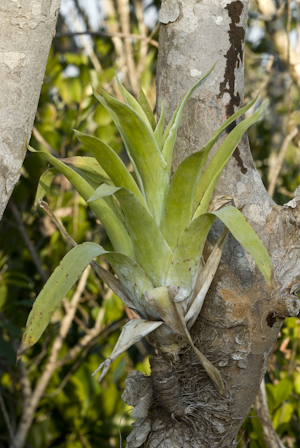 Catopsis berteroniana