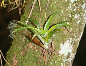 Catopsis nutans