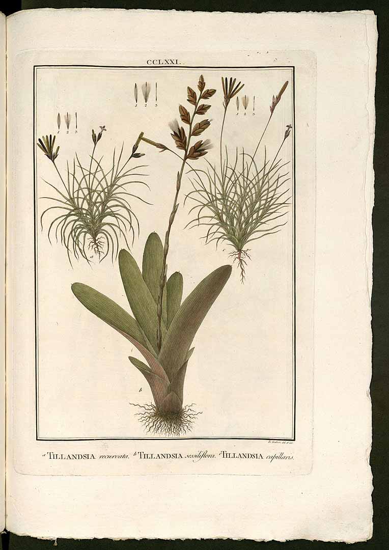 Catopsis sessiliflora