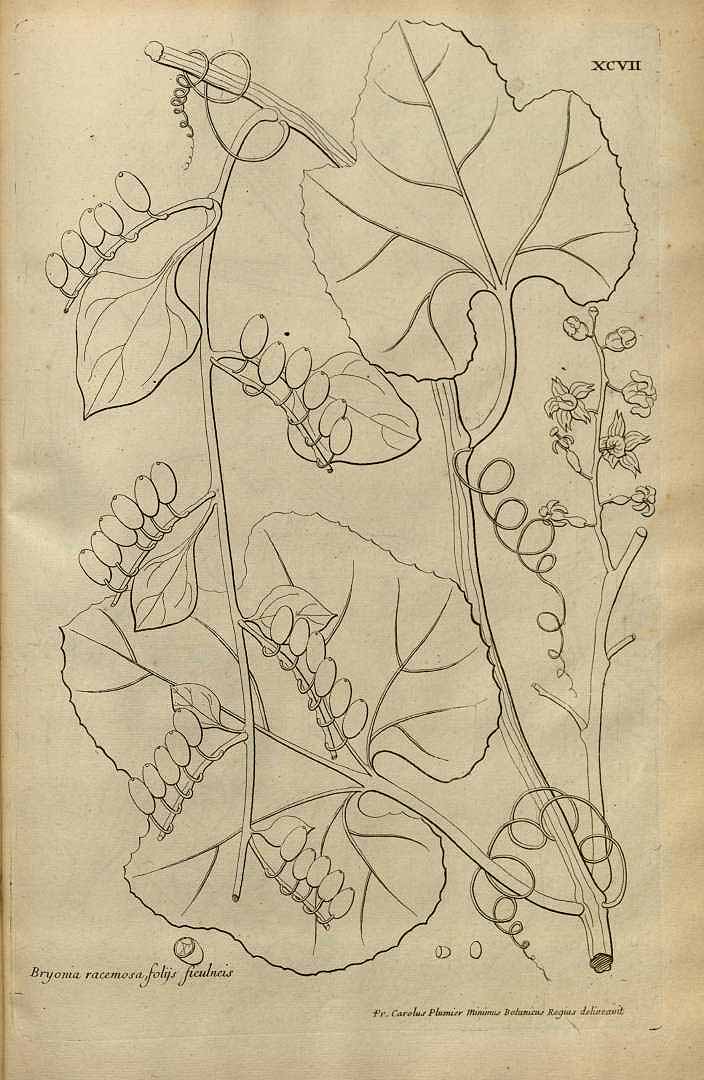 Cayaponia racemosa