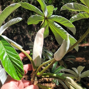 Cecropia pachystachya