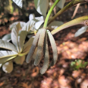 Cecropia pachystachya