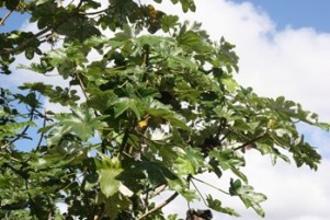 Cecropia schreberiana