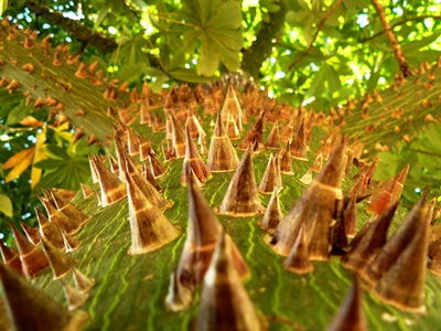 Ceiba pentandra