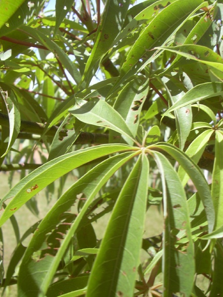 Ceiba pentandra