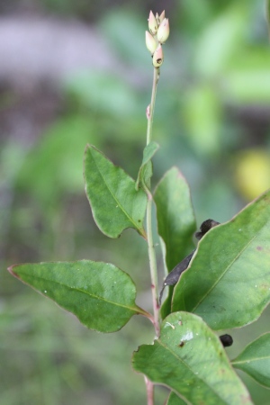 Celosia nitida