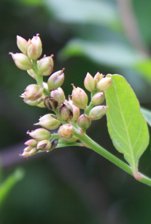 Celosia nitida