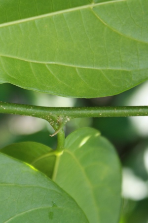 Celtis iguanaea