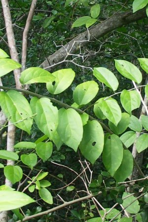 Celtis iguanaea