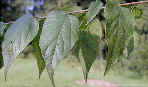 Celtis laevigata