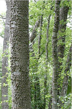 Celtis laevigata