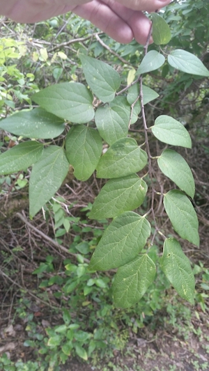 Celtis laevigata