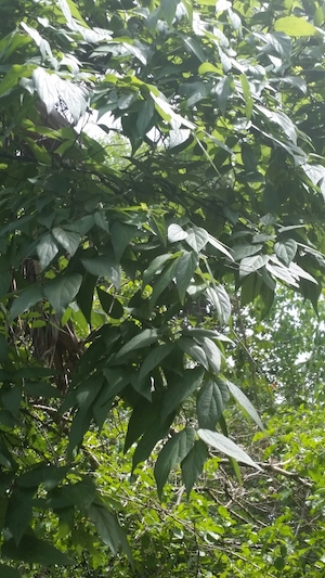 Celtis laevigata