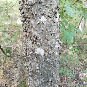 Celtis laevigata