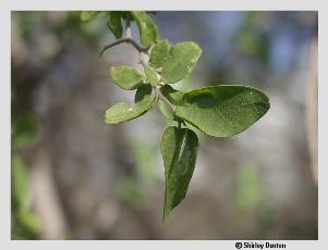 Celtis pallida