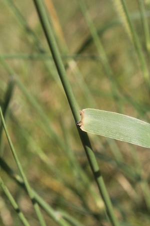 Cenchrus myosuroides