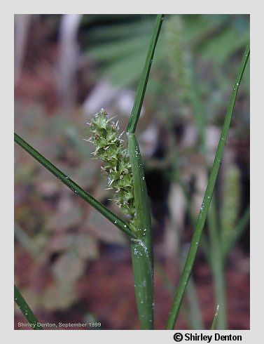 Cenchrus tribuloides