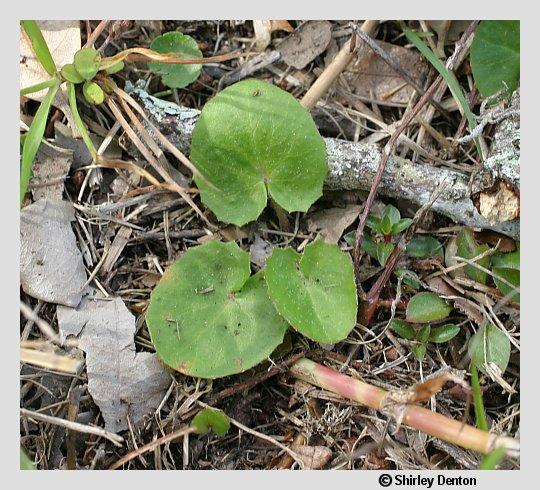 Centella asiatica