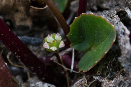 Centella asiatica