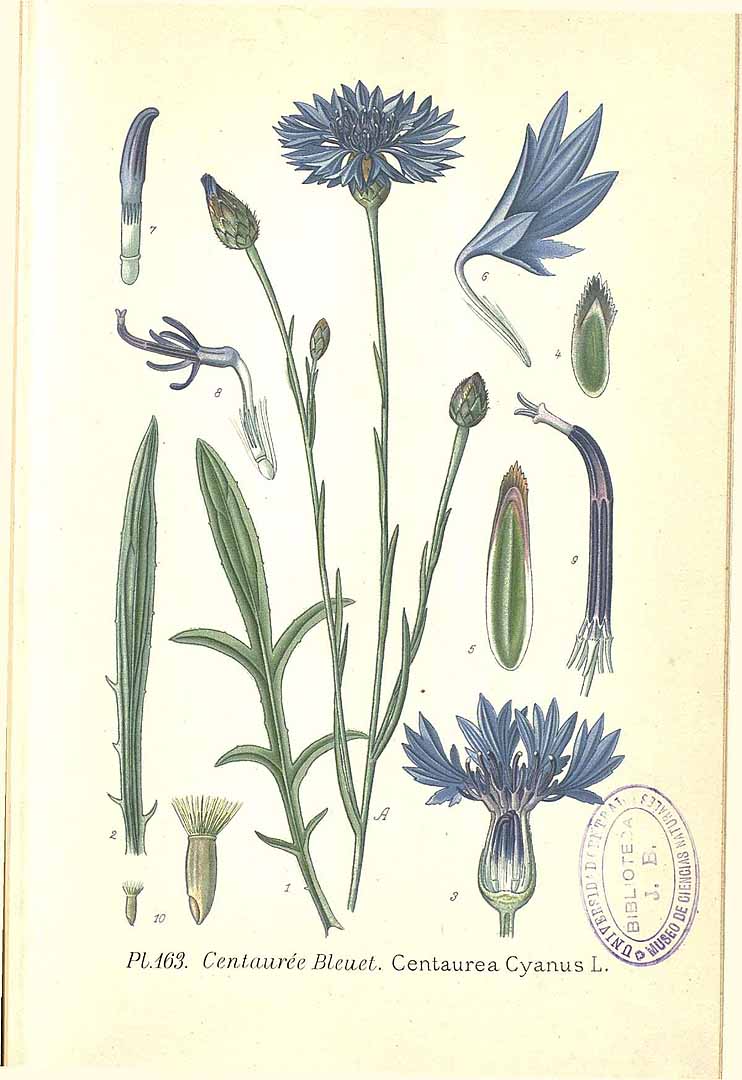 Centaurea cyanus