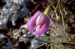 Centrosema virginianum